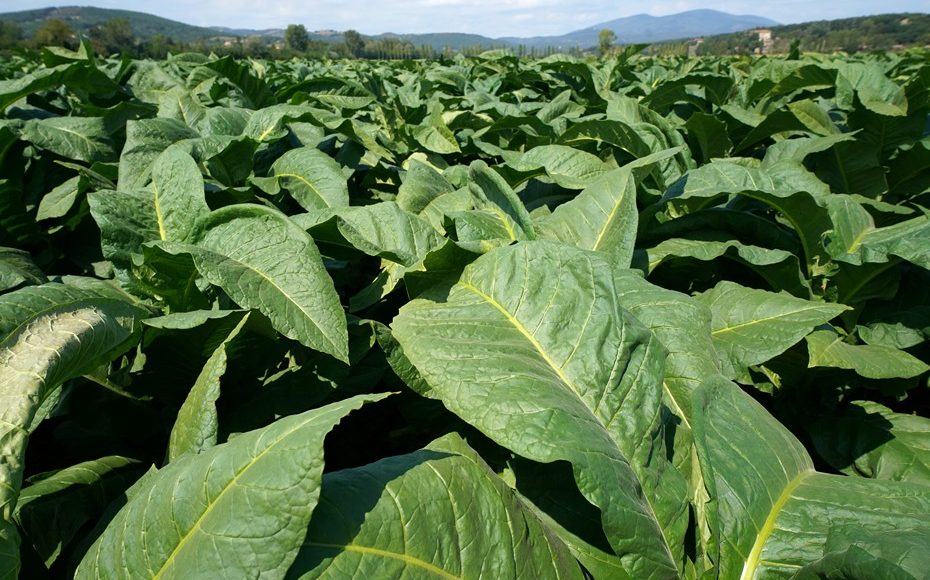 Tobacco plantations, Kentuky tobacco for Toscani cigars, Anghiari, Val Tiberina, Tuscany, Italy