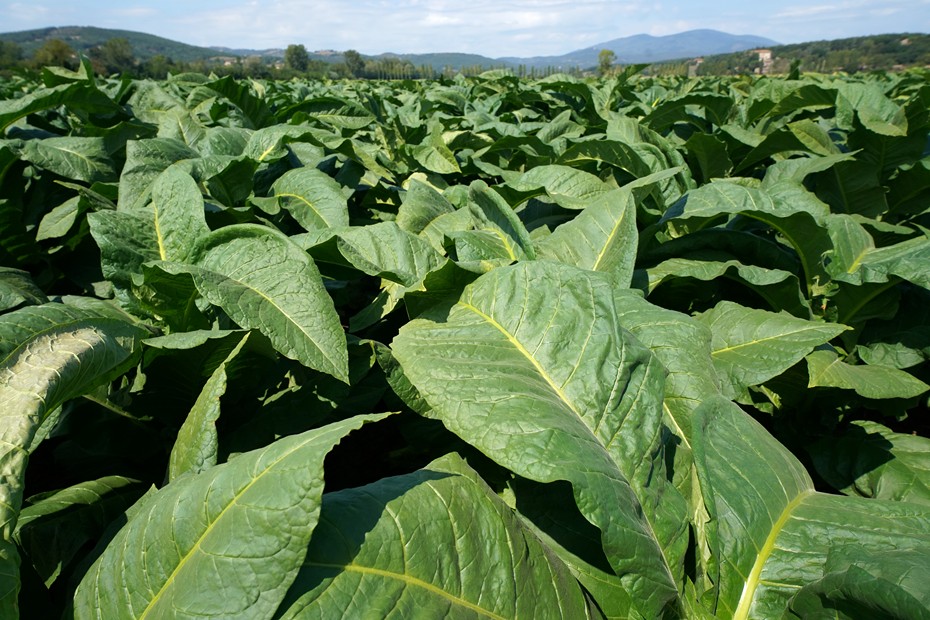 Tobacco plantations, Kentuky tobacco for Toscani cigars, Anghiari, Val Tiberina, Tuscany, Italy