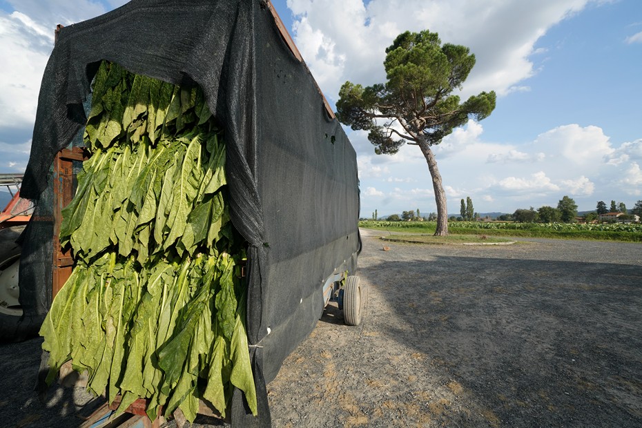 Harvesting tobacco leaves,Tobacco plantations, Anghiari, Val Tiberina, Tuscany, Italy